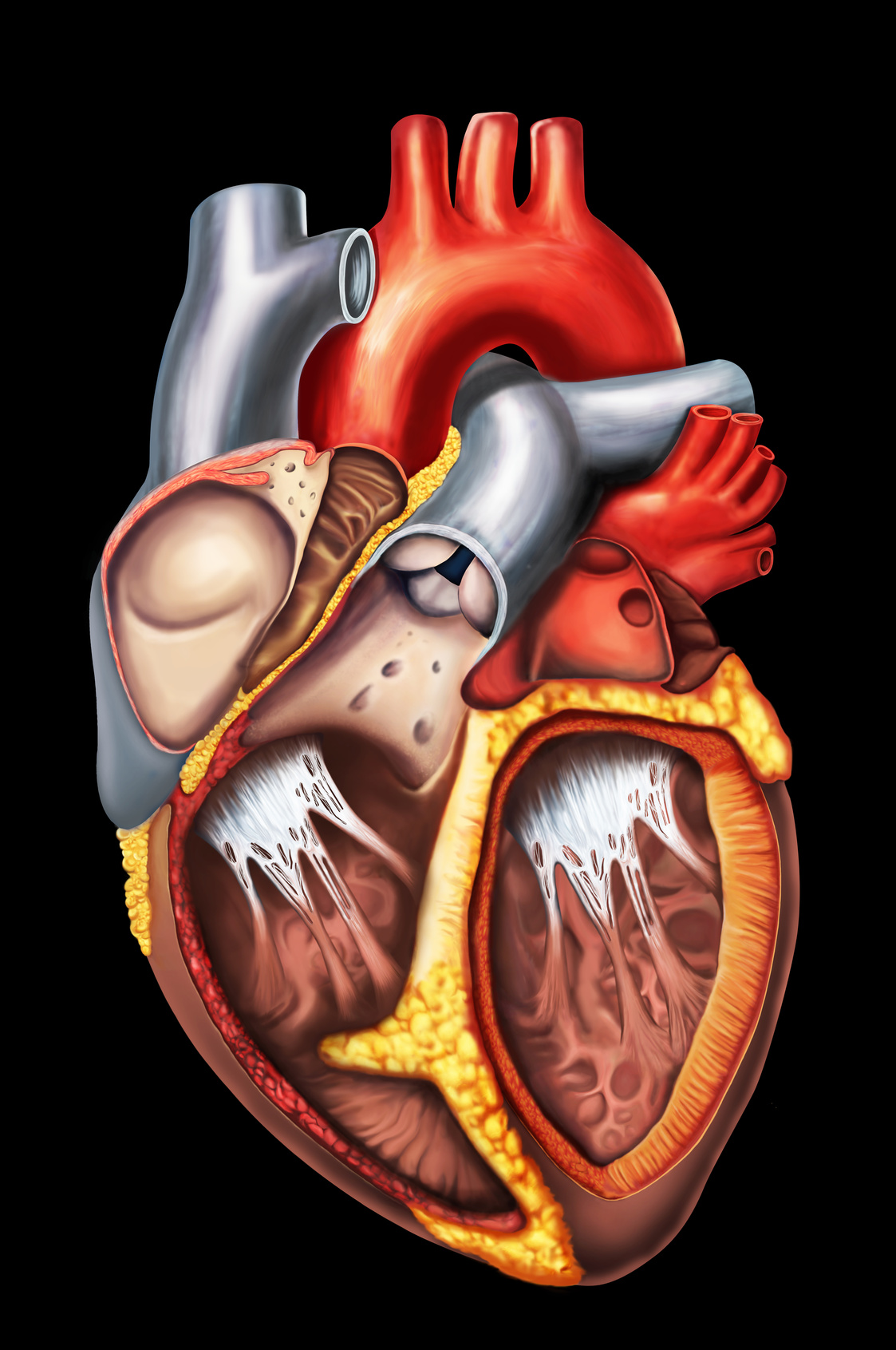 Aorta, bihotzaren ezker-bentrikuluan sortzen den arteria