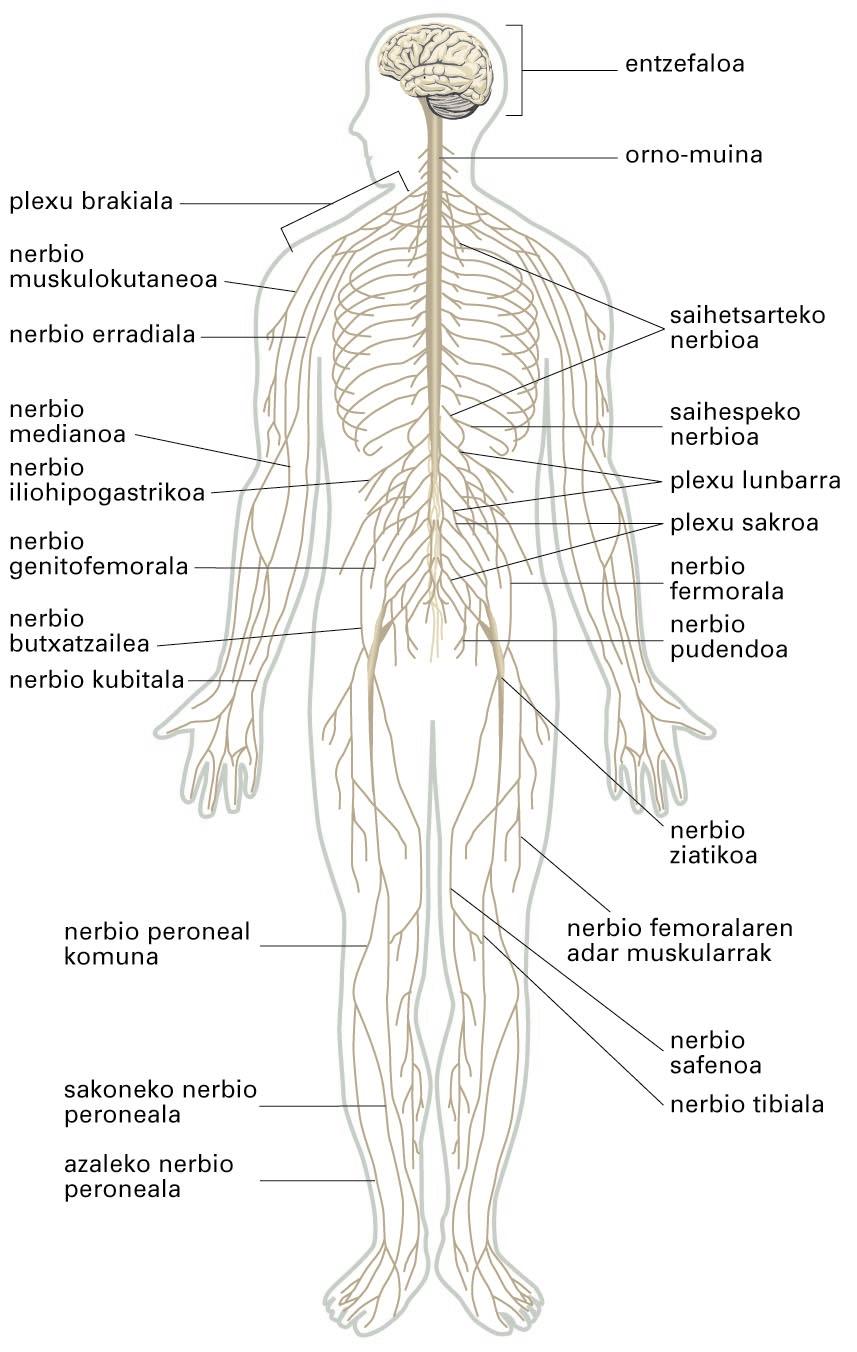 Nerbio-sistema, nerbio-sistema zentralaz eta nerbio-sistema periferikoaz osatua. 