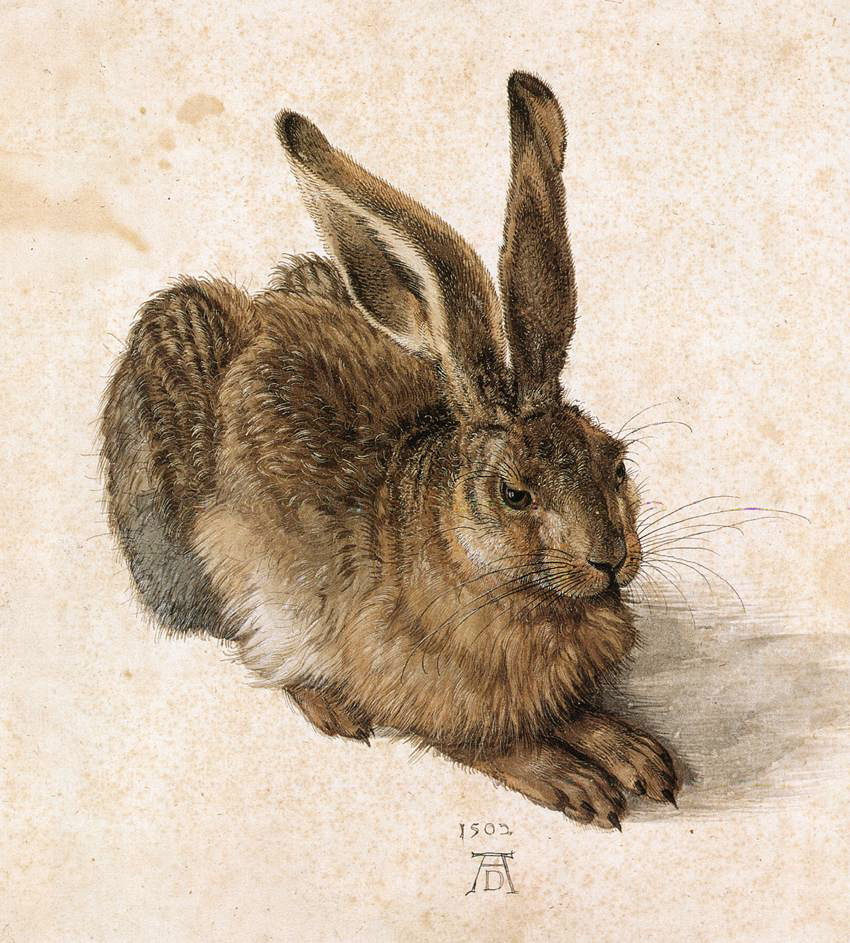 Albrecht Dürerren Erbi gazteaakuarela (1502).