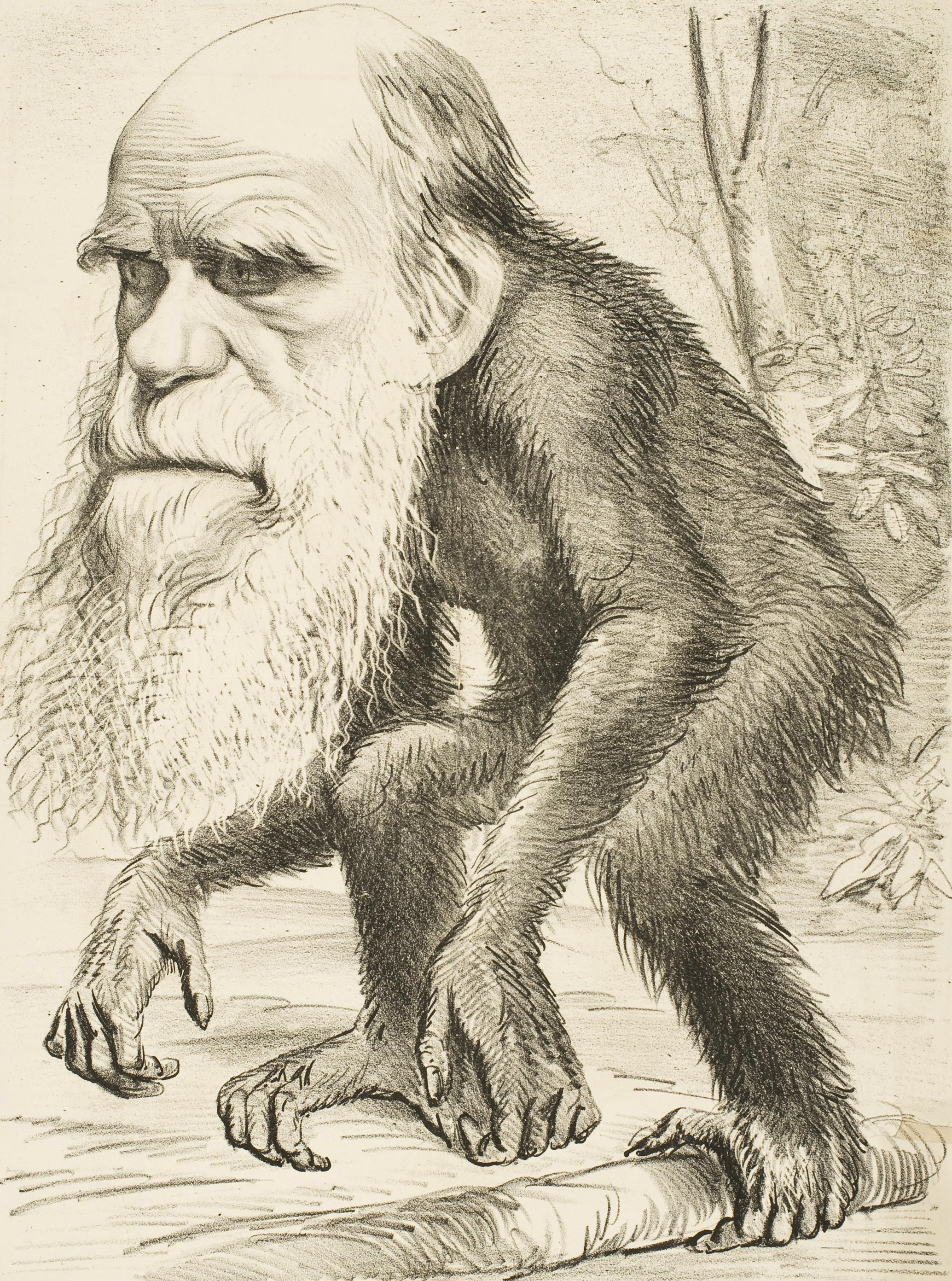 Darwinen karikatura bat.